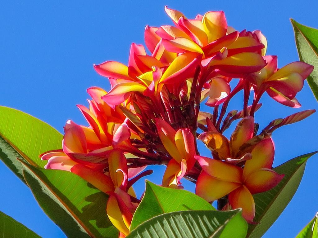 Cairns Beaches Flashpackers Palm Cove Exterior foto